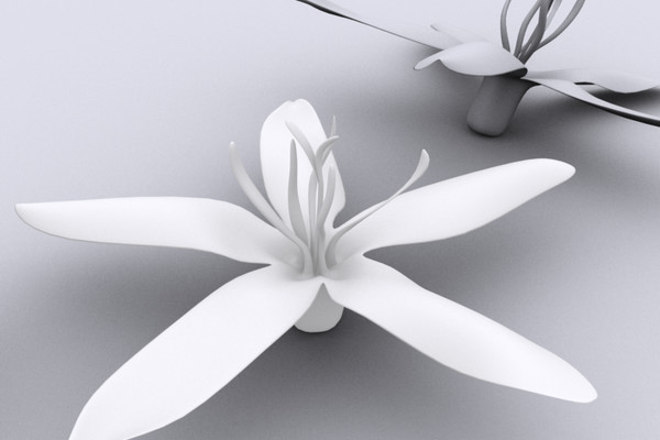 coffee flower 3ds - Coffee Flower by DigiDom Studios